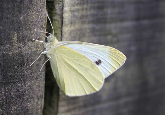 cabbage-white-butterfly-fenceH