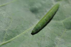 Pieris rapae caterpillar